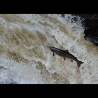 jumping Salmon river earn