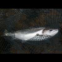 Sea trout in net